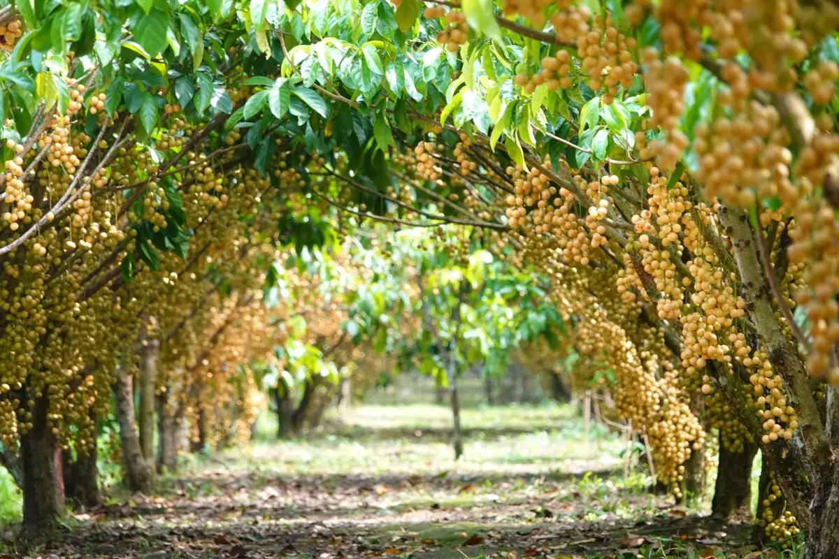 Thu&ecirc; xe 7 chỗ đi Cần Thơ 